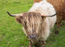 mucca scozzese dell'altopiano foto