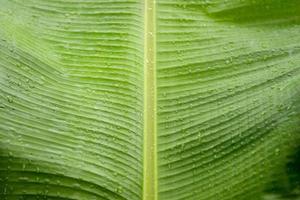 primo piano di gocce d'acqua sulla foglia di banana foto