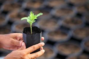 mano del giardiniere che tiene giovane piantina di piante con contenitore nero sfocato sullo sfondo per il concetto di agricoltura, giardinaggio e sostenibilità alimentare foto