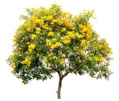 albero isolato di tecoma stans, l'esemplare di arbusto di fiore di tromba giallo dorato, su sfondo bianco foto