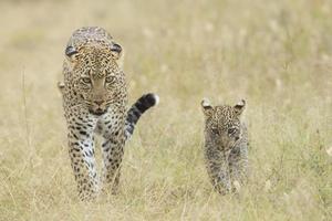 leopardo africano femminile che cammina con il suo piccolo cucciolo, Tanzania