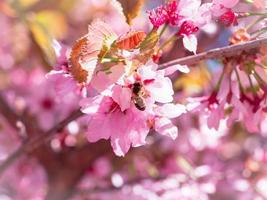 l'ape insetto volò sul ramo dei fiori di ciliegio, raccogliendo il nettare. una giornata di sole in primavera.