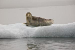 foca barbuta su uno swalbard a flusso di ghiaccio