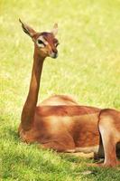 gazzella gerenuk litocranius walleri