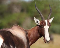 Ritratto di antilope bontebok