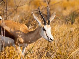 impala maschio che cammina nella savana