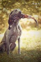 seduto cane weimaraner tiene in bocca la caccia alle anatre di fagiano