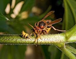 il calabrone gigante uccide la vespa foto