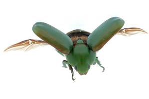 scarabeo verde insetto volante isolato su bianco