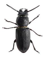 scarabeo nero isolato su sfondo bianco. macro foto