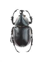 scarabeo cornuto grande (xylotrupes gideon)