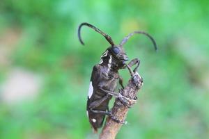 scarabeo della mucca texana nel genere batocera foto