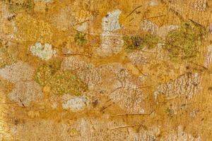 texture di corteccia di arancio tropicale con muschio e lichene messico. foto