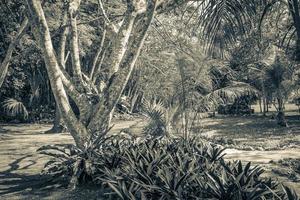 giungla tropicale piante alberi sentieri per passeggiate rovine maya di muyil messico. foto