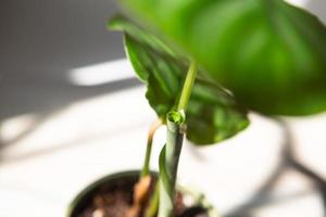 germoglio calathea orbifolia si dispiega foglia verde primo piano sul davanzale in pieno sole con ombre. piante da appartamento in vaso, decorazioni per la casa verdi, cura e coltivazione, varietà di marantacee. foto