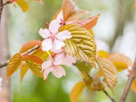 bellissimo sfondo di fiori foto