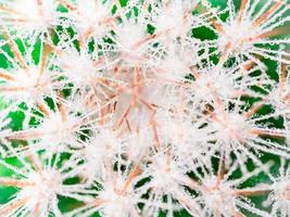 immagine macro di cactus e con aghi lunghi e gocce d'acqua o rugiada, vista dall'alto. foto