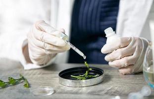 laboratorio di scienze mediche. concetto dello scienziato, medico, rende la medicina alternativa a base di erbe con erbe organiche naturali in laboratorio. capsula di olio, ricerca cosmetica per la cura della pelle organica naturale. foto