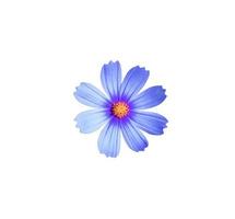 Close up piccola testa blu cosmo fiori isolati su sfondo bianco. foto