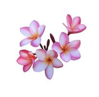 plumeria o fiore di frangipani. primo piano bellissimo bouquet di fiori rosa-viola isolato su sfondo bianco. foto