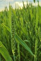 campo di grano verde fresco durante il giorno d'estate. foto