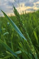 campo di grano verde fresco durante il giorno d'estate. foto