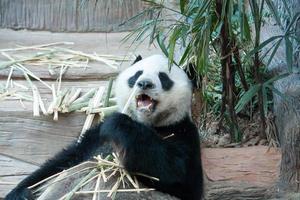 affamato orso panda gigante che mangia foto