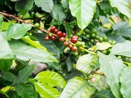 chicchi di caffè freschi nell'albero delle piante di caffè foto