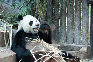 affamato orso panda gigante che mangia foto