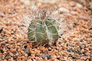 primo piano cactus con lunghe spine foto