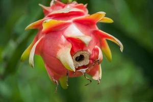 frutto del drago nel giardino foto