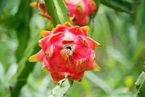 frutto del drago nel giardino foto