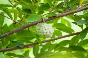 frutta di mela crema sull'albero verde nel giardino foto