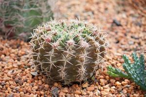 primo piano cactus con lunghe spine foto