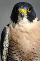 Falco pellegrino foto