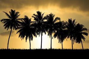silhouette di alberi di cocco in una bella serata foto