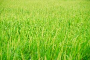 piante di riso verdi nei campi degli agricoltori foto