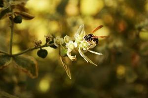 la vespa pericolosa a strisce striscia su una pianta foto