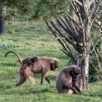 Littlebourne, Kent, Regno Unito, 2015. babbuino gelada foto