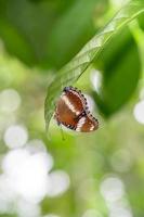 una farfalla marrone appollaiata su una foglia verde foto