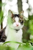 il gatto bianco e nero sta giocando sull'erba verde. simpatico gatto bianco e nero che gioca tra le erbacce foto