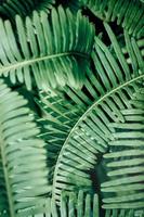 foglie verdi piante verdi della foresta tropicale foto