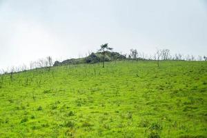 vista delle montagne dell'Indonesia con ampia erba verde foto