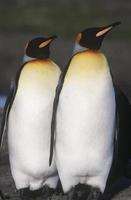 pinguini reali foto
