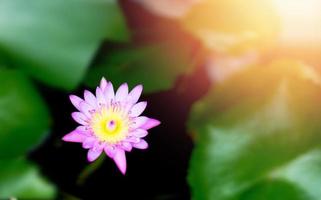 loto viola sul bacino di loto nel concetto di decorazione del giardino foto