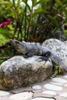 profilo di un'iguana che prende il sole su una roccia