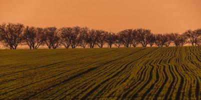 piantagione agricola durante il tramonto in primavera. una fila di alberi all'orizzonte. foto