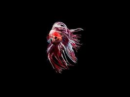 azione e movimento del pesce combattente tailandese su sfondo nero, betta crowntail foto