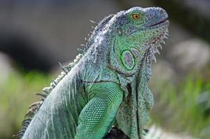 iguana verde femmina
