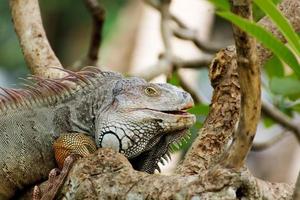 lucertola iguana arrampicata su un albero in natura